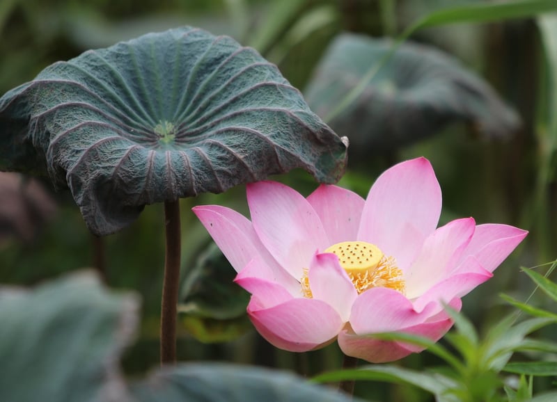 Lotus Flower Energy Healing